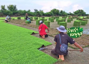 หญ้าปูสนาม