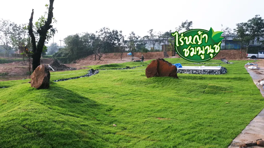 ขายหญ้าระยอง