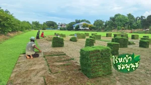 หญ้านวลน้อย สระแก้ว