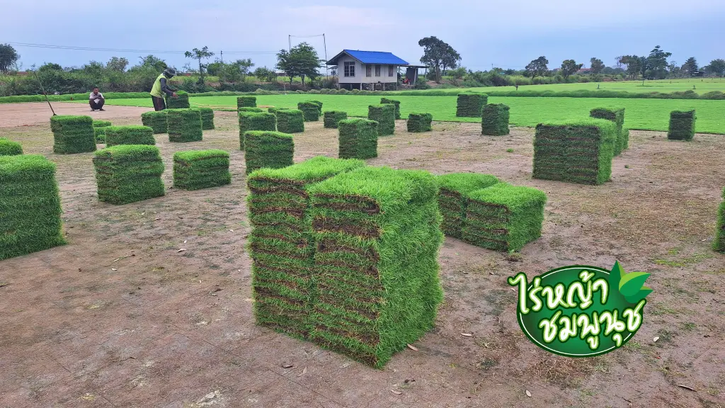 ขายหญ้า อยุธยา