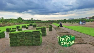 ไร่หญ้าฉะเชิงเทรา