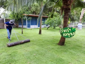 หญ้านวลน้อยสุพรรณบุรี