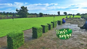 ขายหญ้า กาญจนบุรี