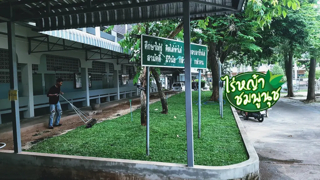 ปลูกหญ้าลพบุรี