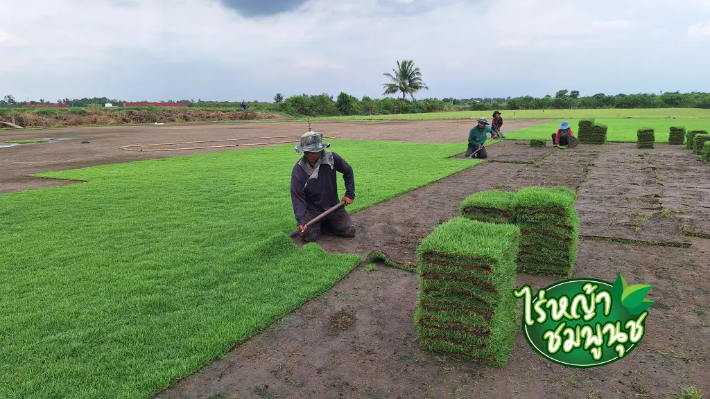 ขายหญ้า นครปฐม