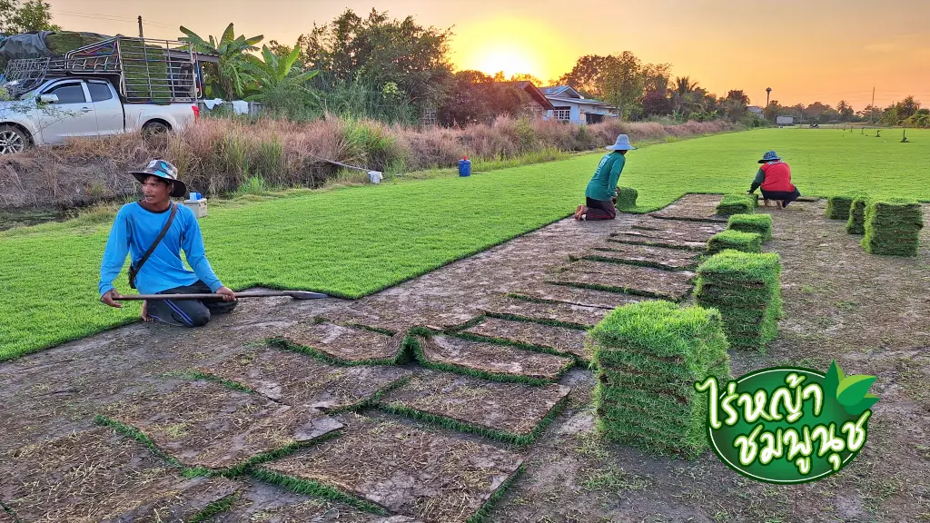 หญ้านวลน้อย สมุทรสาคร