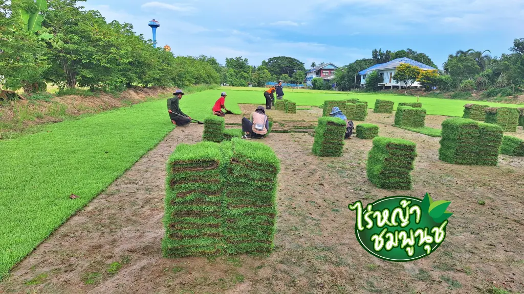 ขายหญ้านวลน้อย ปราจีนบุรี