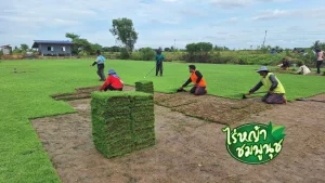 ขายหญ้านวลน้อย สมุทรสงคราม