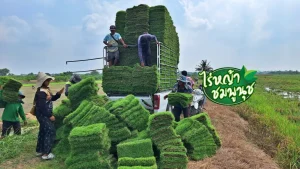 ขายหญ้านวลน้อย สุพรรณบุรี