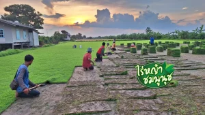 ขายหญ้า ตราด