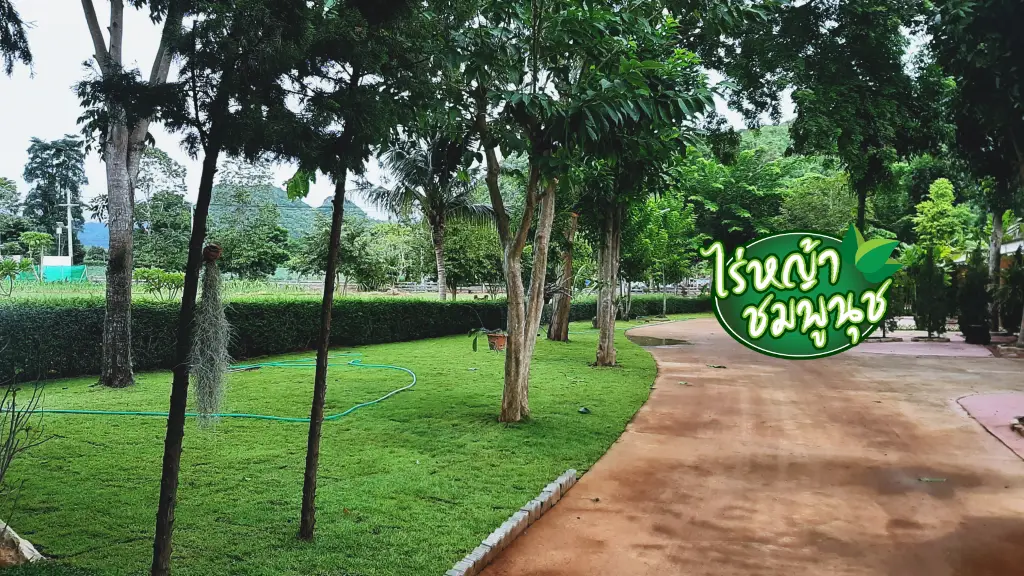 หญ้านวลน้อยเพชรบุรี