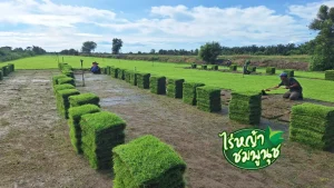 หญ้านวลน้อยอ่างทอง