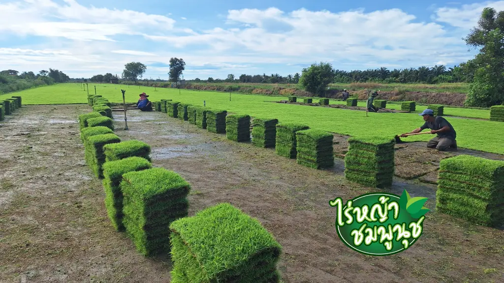 หญ้านวลน้อยอ่างทอง