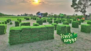 หญ้านวลน้อย อุทัยธานี