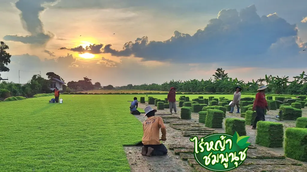 หญ้านวลน้อย อุทัยธานี