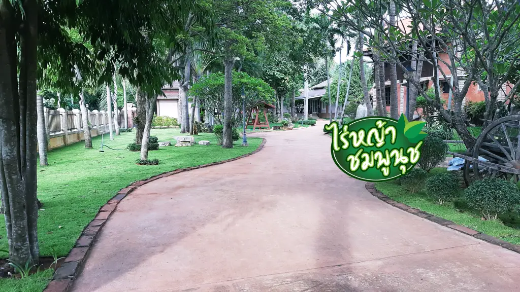 หญ้าปูสนามเพชรบุรี