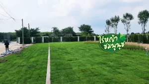 หญ้านวลน้อยประจวบคีรีขันธ์