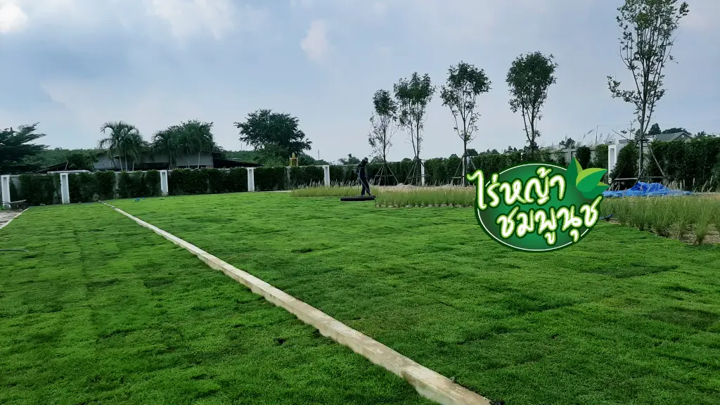 ร้านขายหญ้าประจวบคีรีขันธ์
