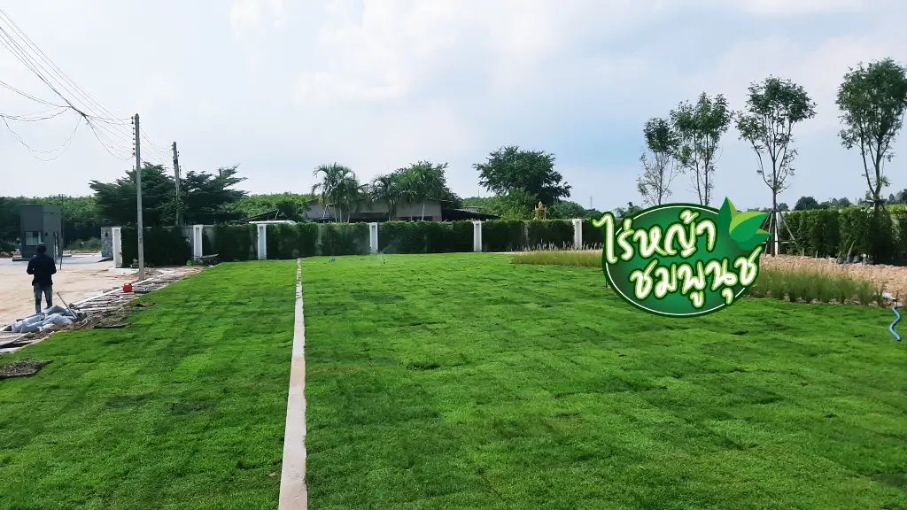 หญ้านวลน้อยประจวบคีรีขันธ์