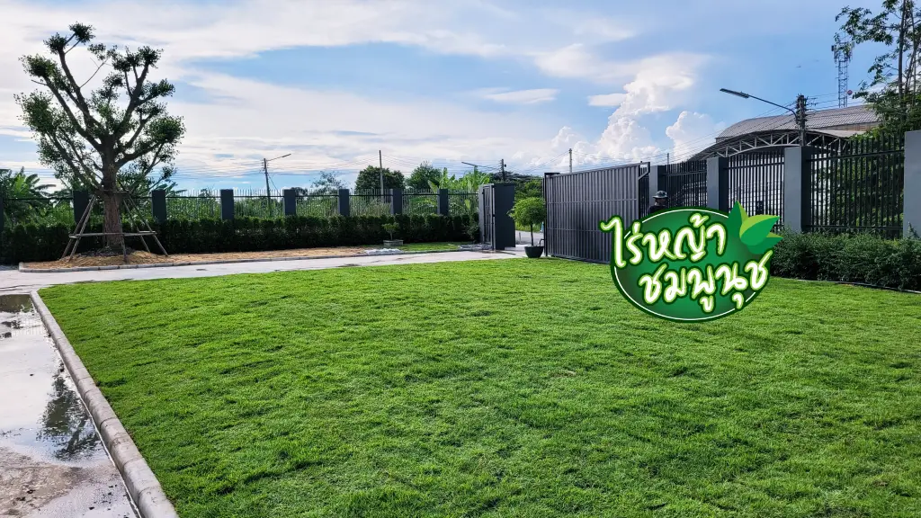 ไร่หญ้าสิงห์บุรี