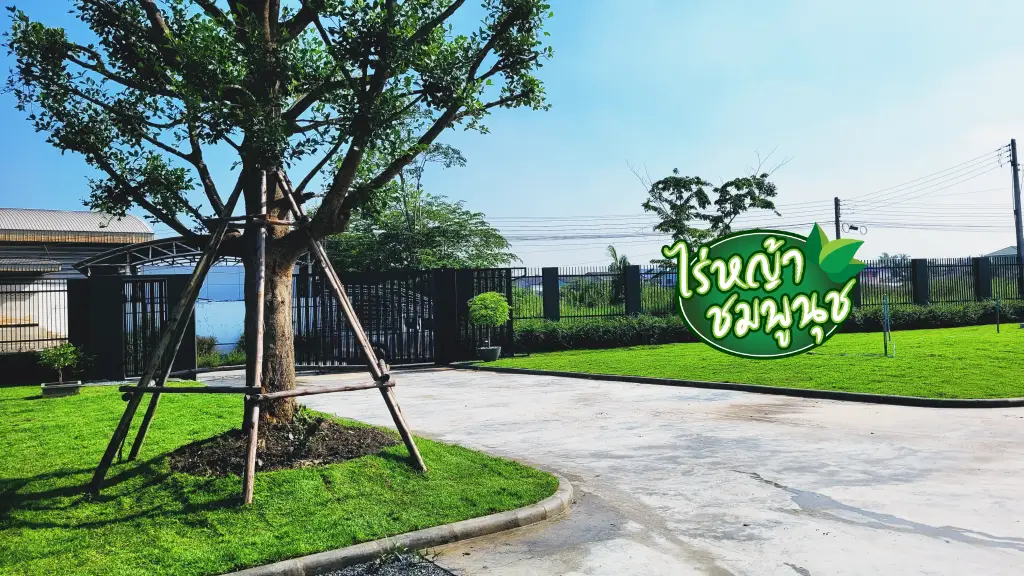 ร้านขายหญ้าสิงห์บุรี