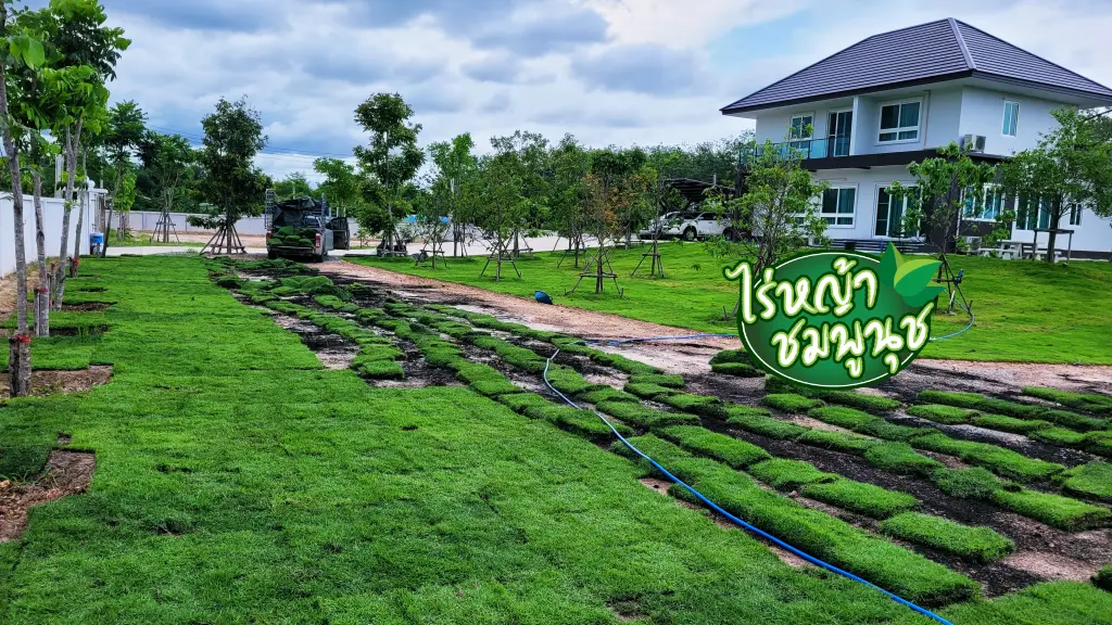 ร้านขายหญ้าบุรีรัม