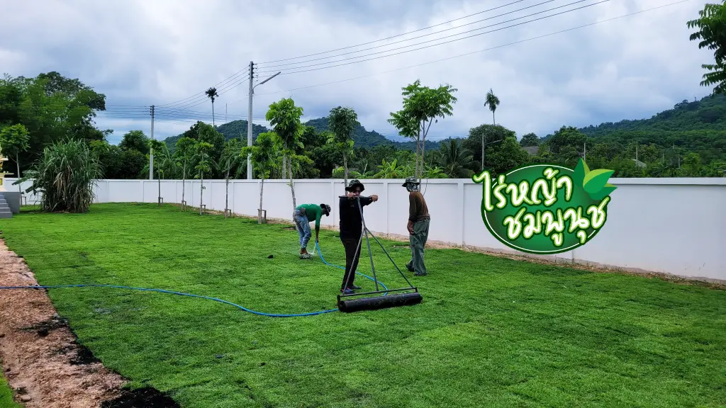 หญ้านวลน้อยบุรีรัม