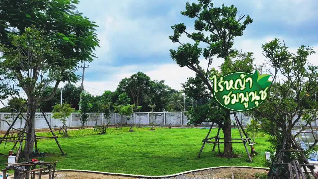 ปลูกหญ้าชัยนาท