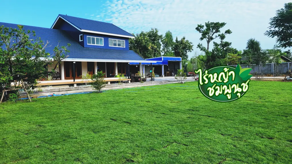 หญ้านวลน้อย ชัยนาท