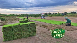 หญ้านวลน้อย ชุมพร