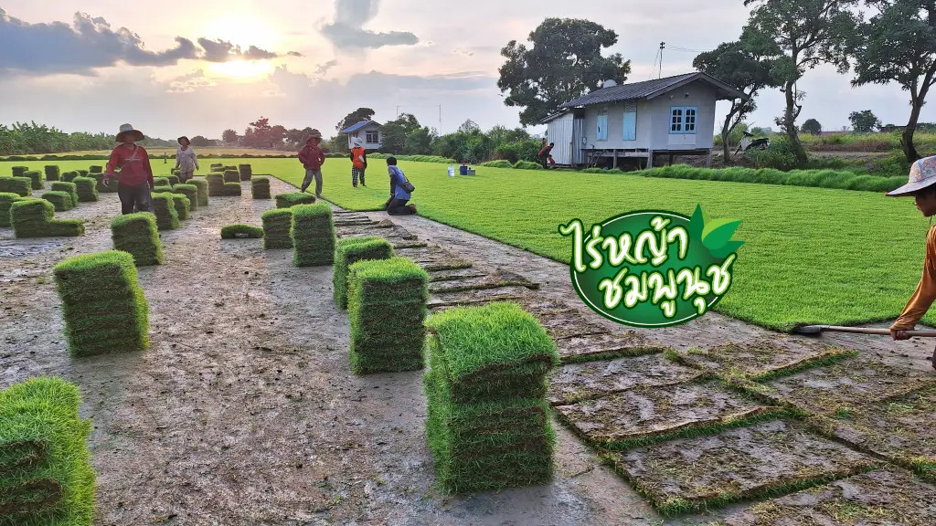 ไร่หญ้าขอนแก่น