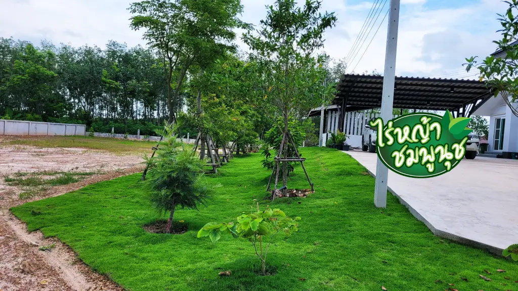 หญ้าปูสนามขอนแก่น