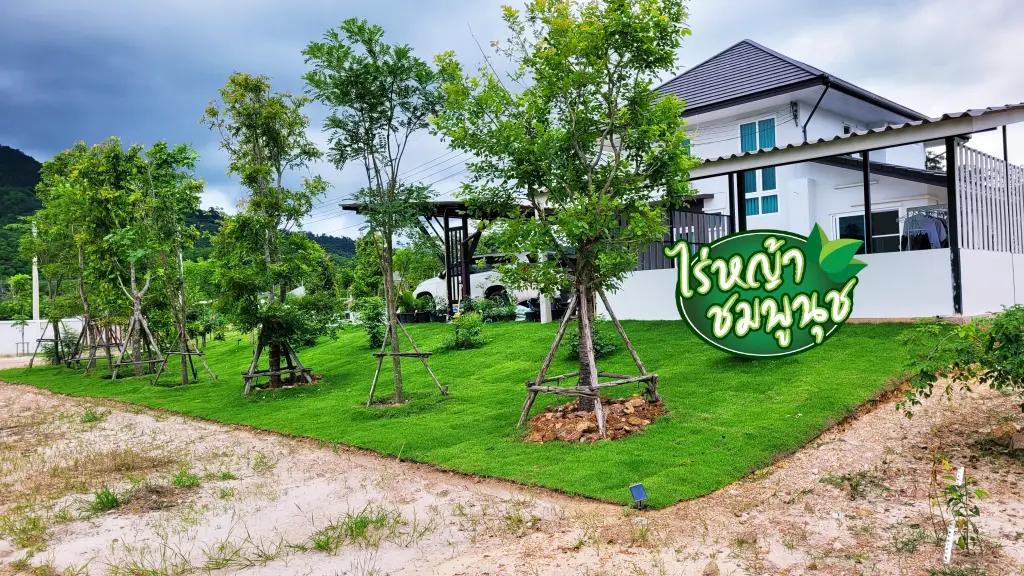 หญ้านวลน้อยขอนแก่น