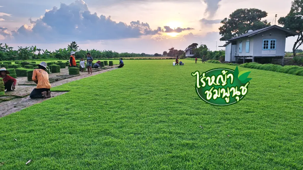 หญ้านวลน้อย มหาสารคาม