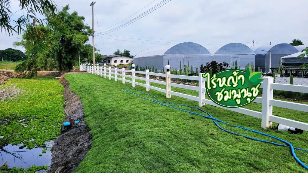 ร้านขายหญ้า มหาสารคาม