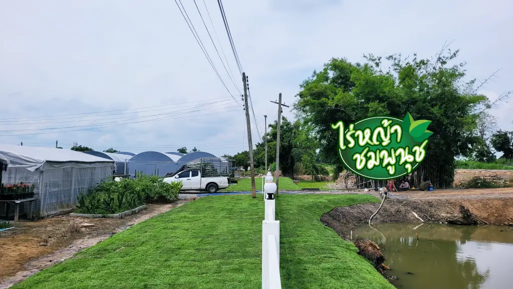 หญ้าปูสนาม มหาสารคาม