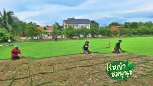 หญ้านวลน้อย บุรีรัม