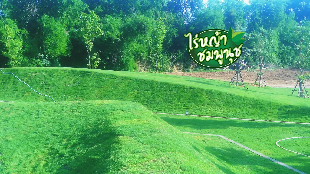 หญ้านวลน้อยสุรินทร์