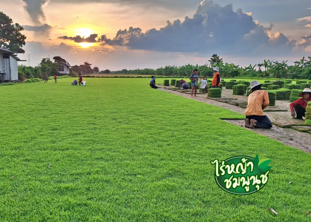 ร้านขายหญ้าใกล้ฉัน