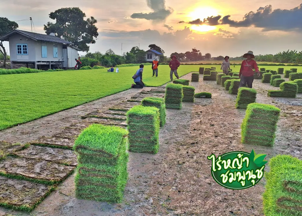 หญ้านวลน้อย