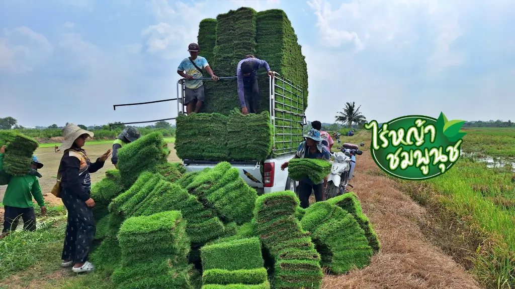 ขายหญ้าปูสนาม