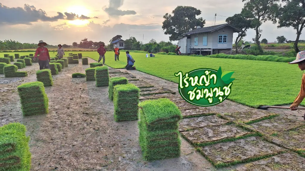 ขายหญ้า