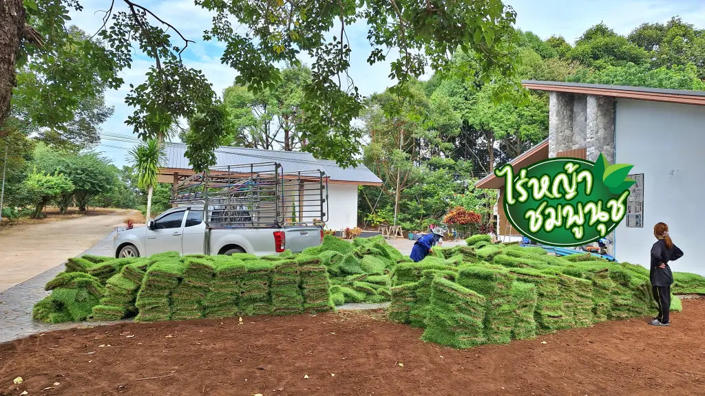 หญ้านวลน้อย กระบี่