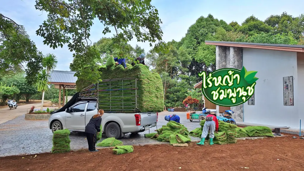 หญ้าปูสนาม กระบี่