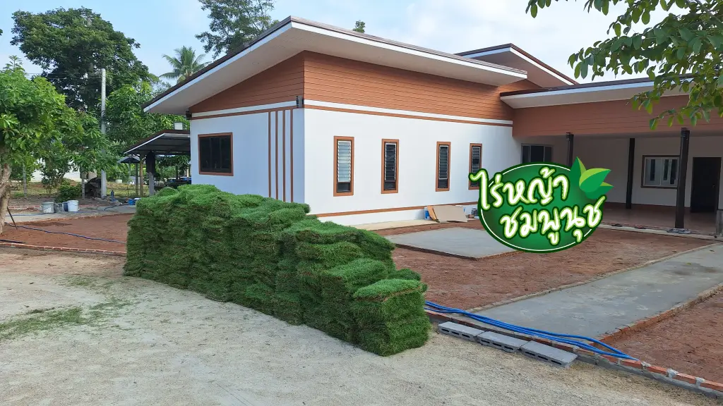 หญ้านวลน้อย สุราษฎร์ธานี