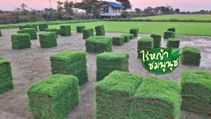 ขายหญ้า สุราษฎร์ธานี
