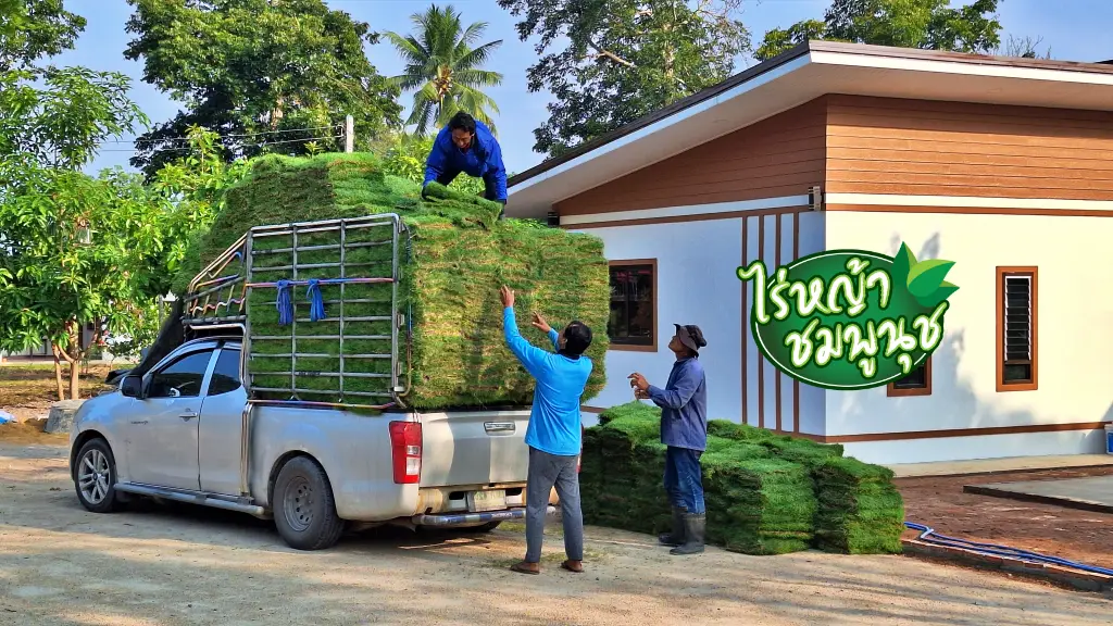 ร้านขายหญ้า สุราษฎร์ธานี