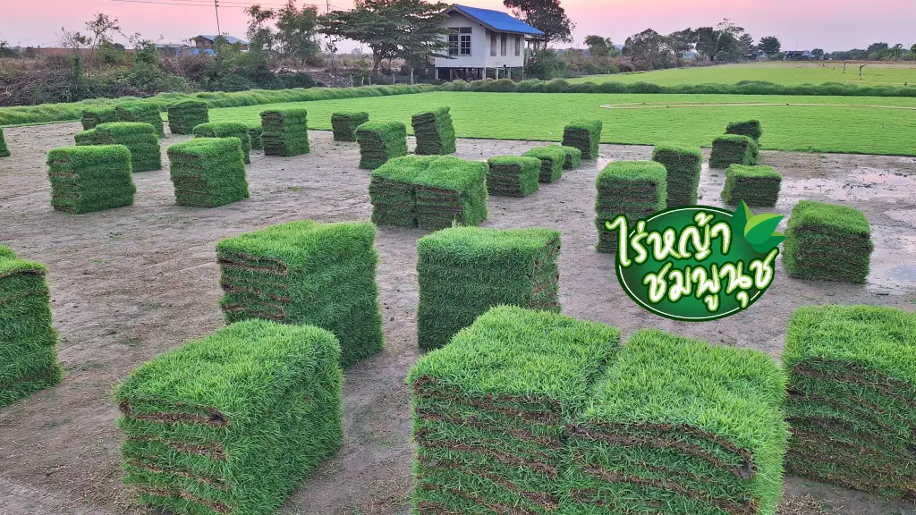 ขายหญ้า สุราษฎร์ธานี