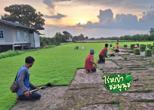 ปูหญ้าเอง