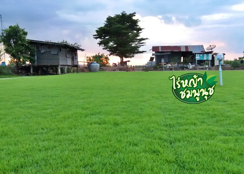 รับจ้างปูหญ้า